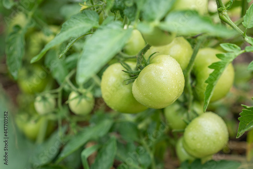 Green tomatoes grow in a vegetable garden in summer