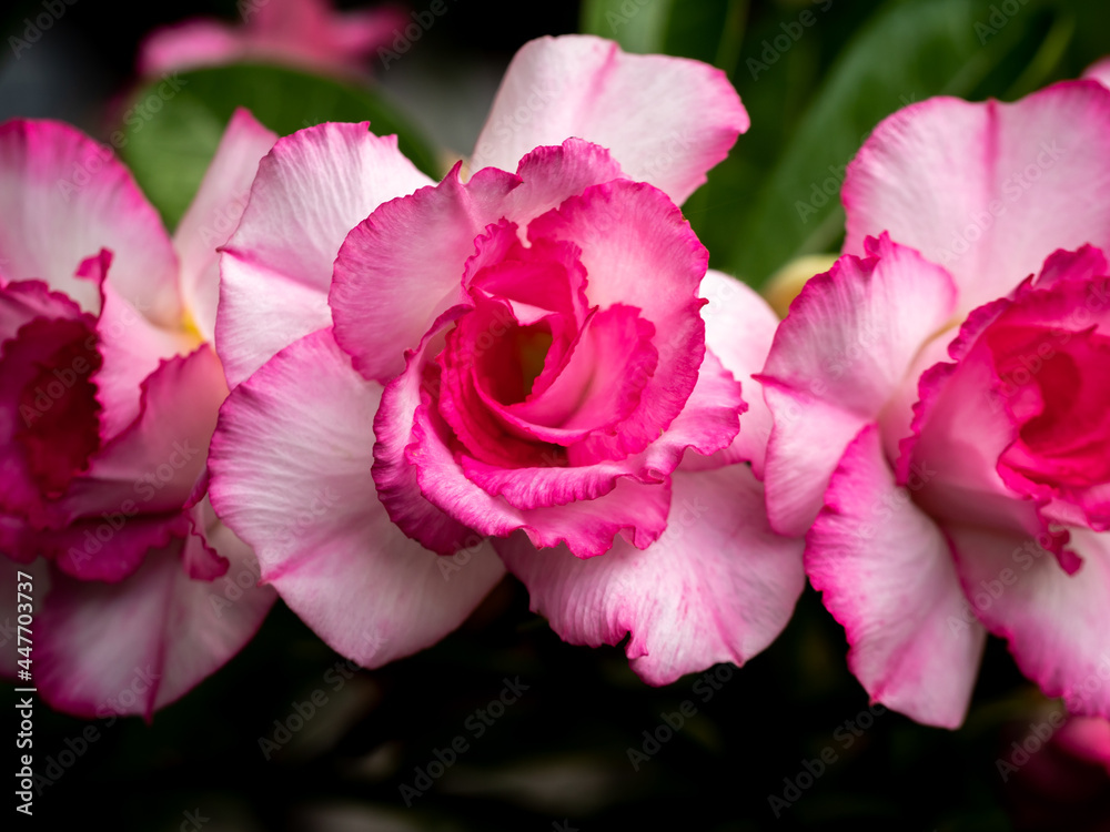 White-Pink Adenium Double Flowers Blooming White-Pink Adenium Double Flowers Blooming