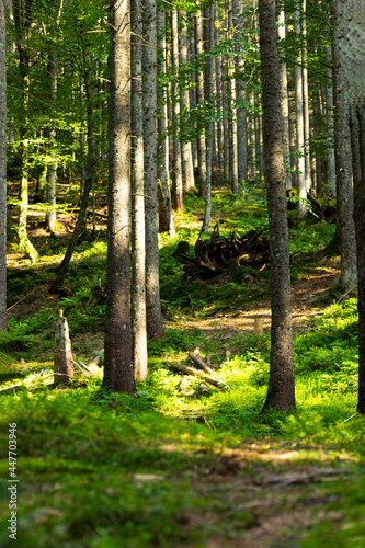 Summer Forest Background. Single tree. Beautiful sunlight in the summer Forest. Copyspace, Vertical Resolution