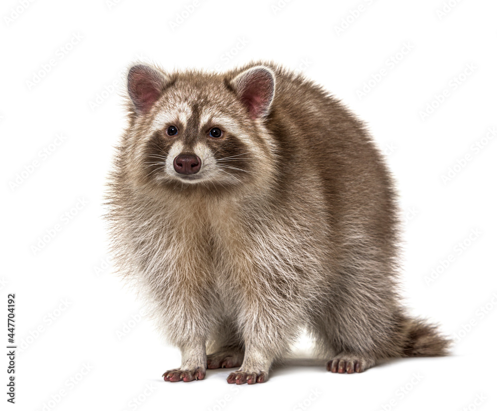 Red Raccoon standing and facing at the camera isolated on white Red Raccoon standing and facing at the camera isolated on white