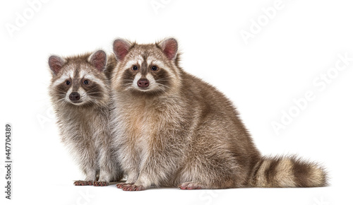 Fototapeta Naklejka Na Ścianę i Meble -  Two red raccoons sitting together, isolated on white