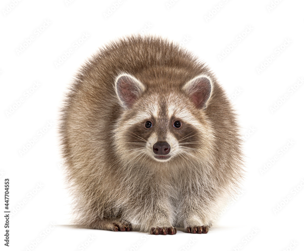 Red Raccoon standing and facing at the camera isolated on white Red Raccoon standing and facing at the camera isolated on white