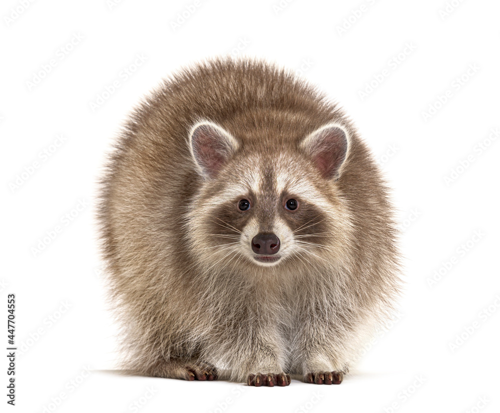 Red Raccoon standing and facing at the camera isolated on white