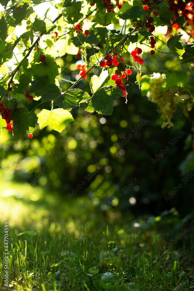 Vertical shot of red currant bush with berries. Summer vertical natural background Vertical shot of red currant bush with berries. Summer vertical natural background