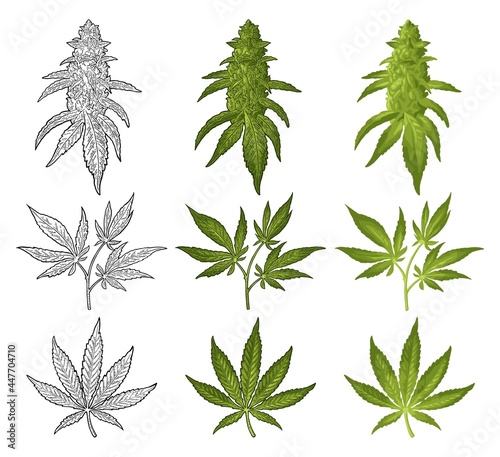Marijuana mature plant with leaves and buds. Vector engraving illustration