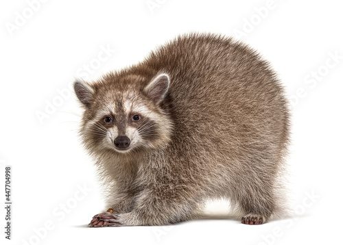 Fototapeta Naklejka Na Ścianę i Meble -  raccoon standing in front, isolated on white