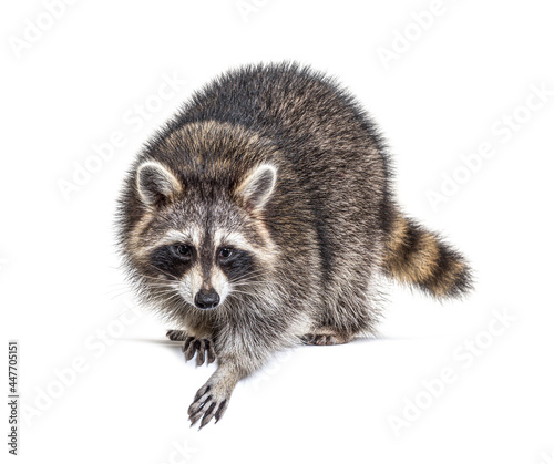 Young curious raccoon looking and leaning down on a white space, isolated