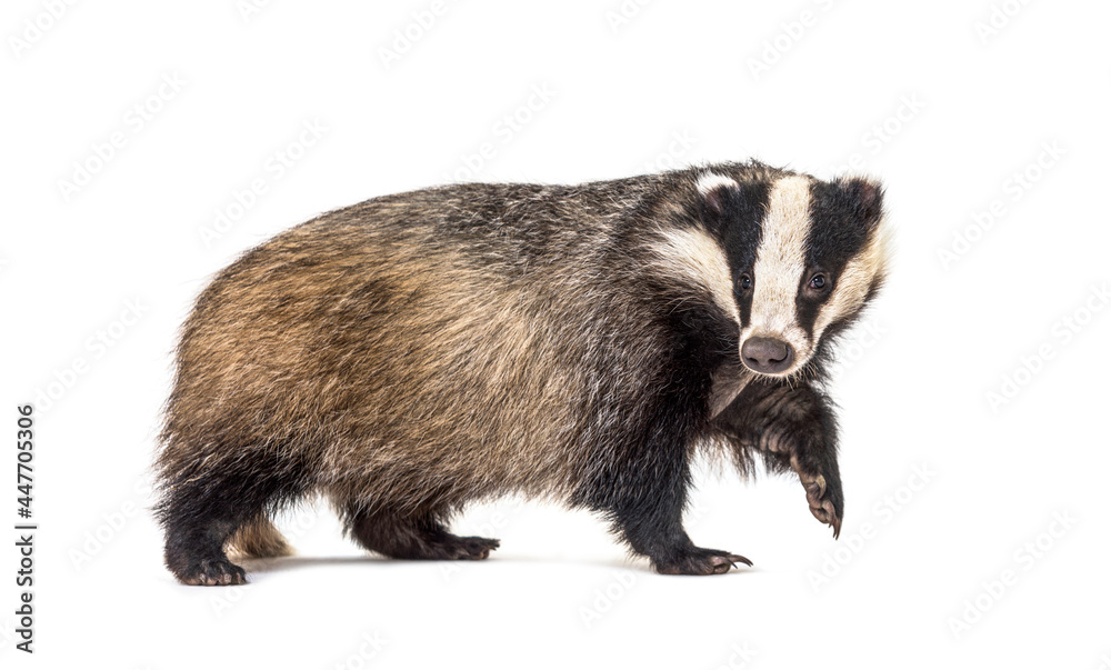 European badger, six months old, Walking side view and looking at camera