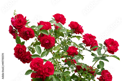 Fototapeta Naklejka Na Ścianę i Meble -  Blooming red rose bushes isolated on white