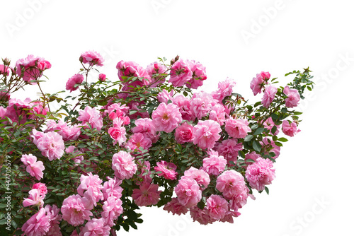 Blooming pink rose bushes isolated on white