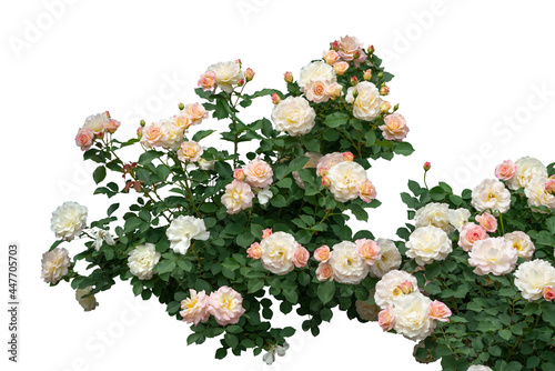 Fototapeta Naklejka Na Ścianę i Meble -  Blooming rose bushes isolated on white background
