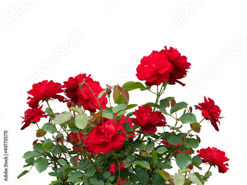 Fototapeta Naklejka Na Ścianę i Meble -  Blooming red rose bushes isolated on white
