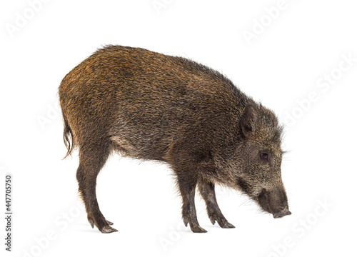 Wild boar, walking, looking down and sniffing the ground, isolated on white