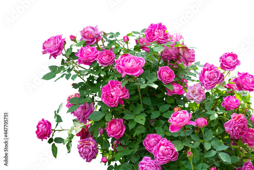 Fototapeta Naklejka Na Ścianę i Meble -  Blooming pink rose bushes isolated on white