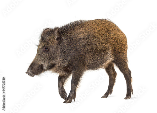 Wild boar walking in front, isolated on white