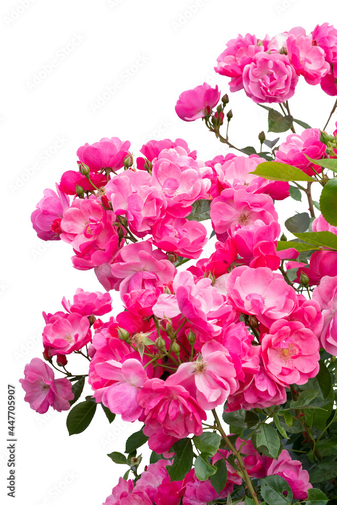 Obraz premium Blooming pink rose bushes isolated on white