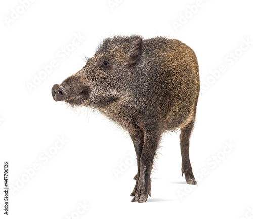 Wild boar, isolated on white