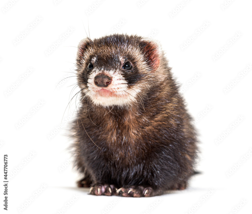 European polecat looking away, isolated, Wild ferret. European polecat looking away, isolated, Wild ferret.