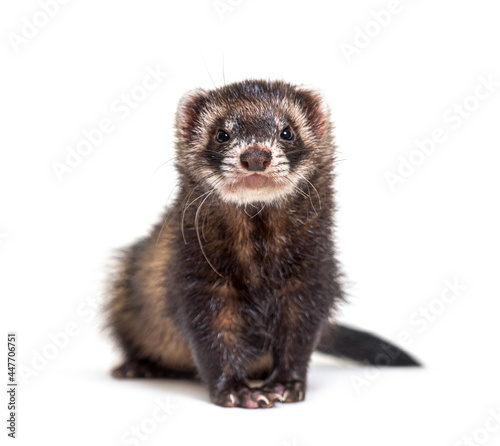 European polecat facing and looking at the camera, isolated