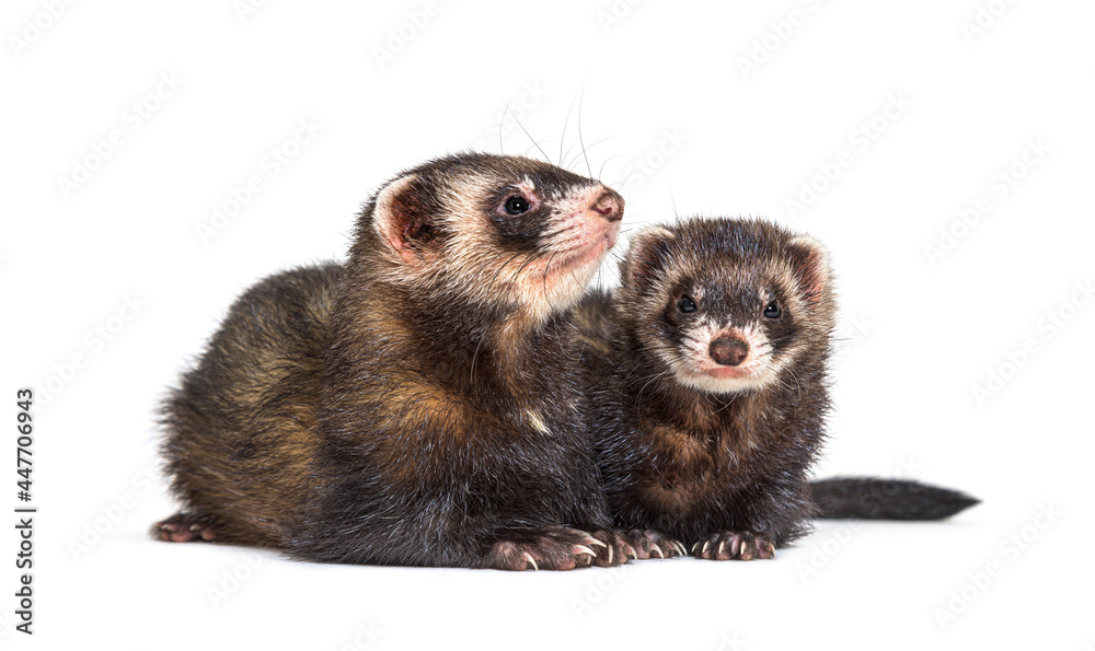 Two European polecats, looking away, isolated, Wild ferrets. Two European polecats, looking away, isolated, Wild ferrets.