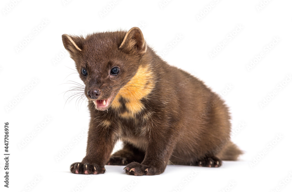 Obraz premium Pine marten, isolated on white