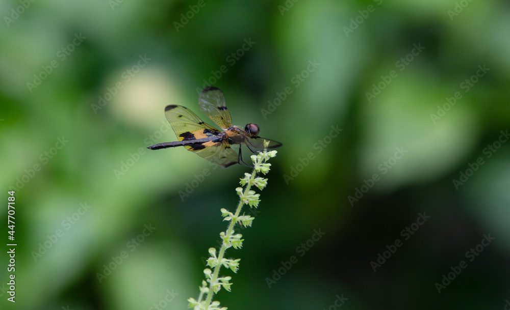 Fototapeta premium dragonfly on a leaf