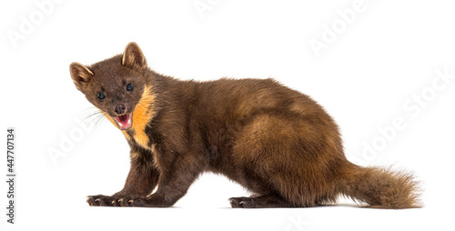 Pine marten, isolated on white photo