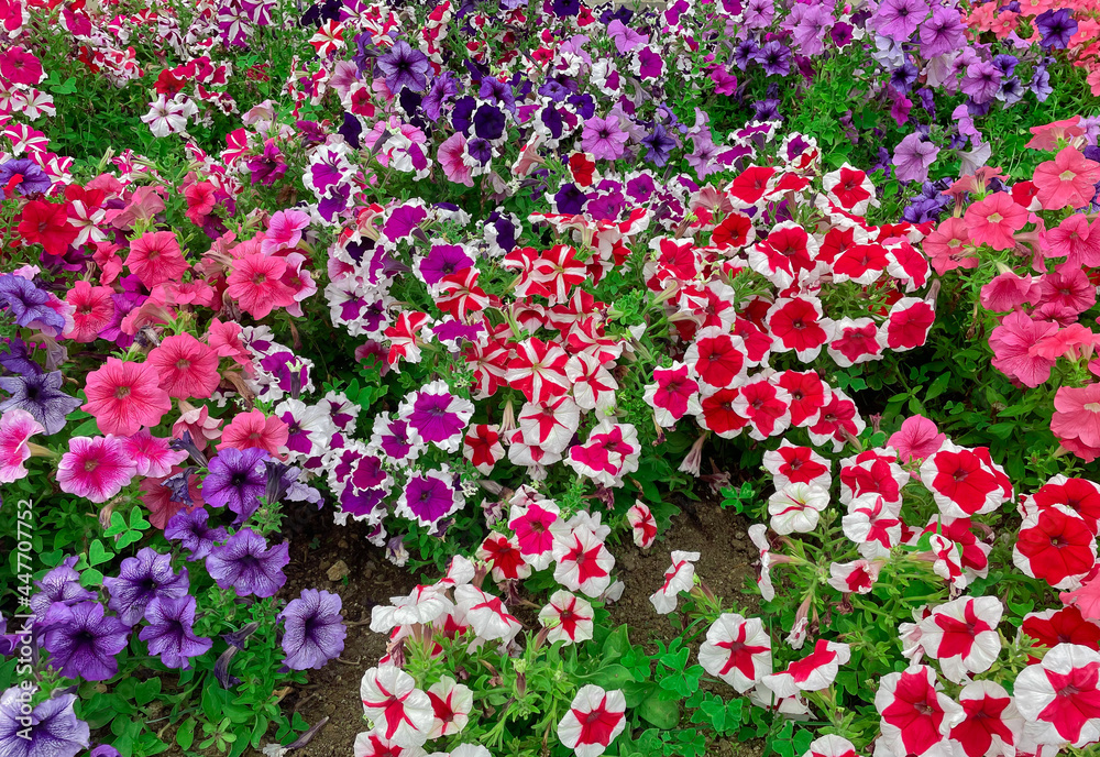 Beautiful and colorful field of petunias