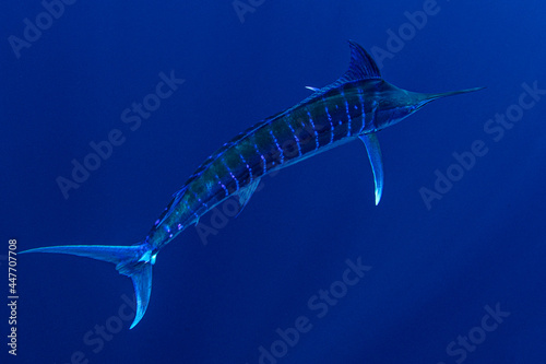 Bahamas, Blue marlin swimming near Cat Island