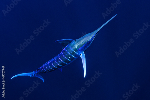 Bahamas, Blue marlin swimming near Cat Island