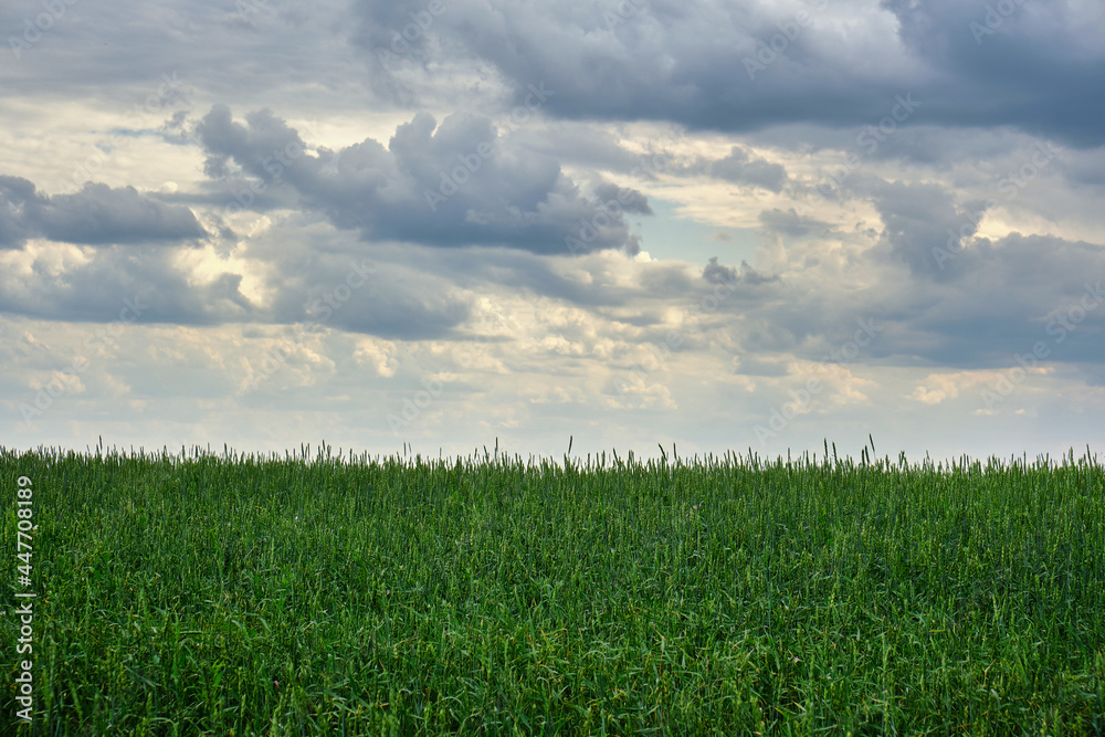 Fototapeta premium Green field of growing wheat against the background of gray storm clouds.