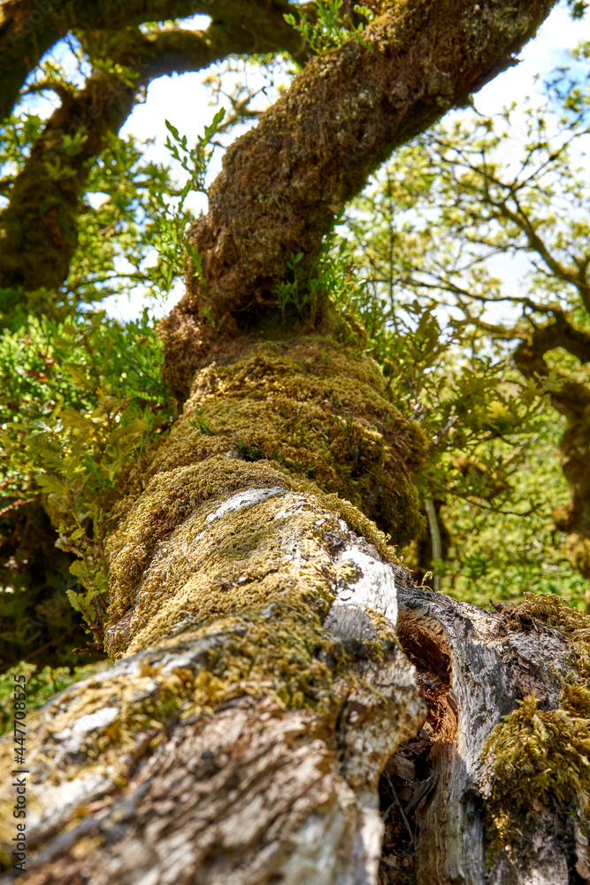 Twisted ancient oaks in Wistmans wood. The West Dart Valley. Dartmoor national park, Devon, England, UK Twisted ancient oaks in Wistmans wood. The West Dart Valley. Dartmoor national park, Devon, England, UK