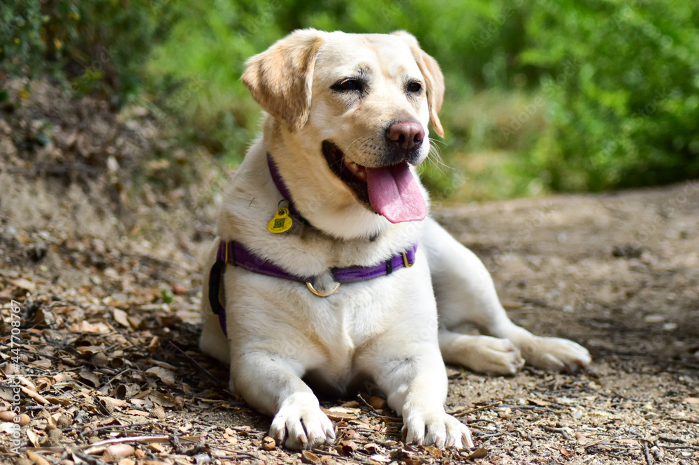 Perro Labrador con collar lila, estirado en el campo.