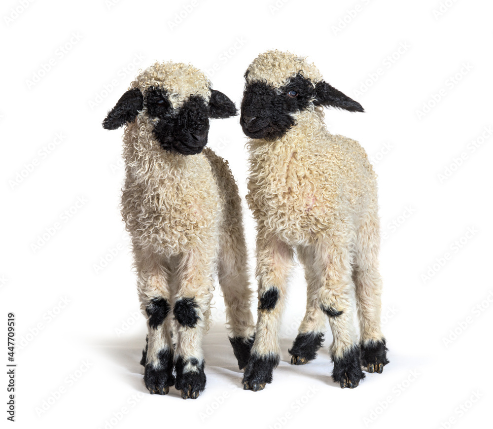 Paire of Lambs Valais Blacknose sheep standing on white Paire of Lambs Valais Blacknose sheep standing on white