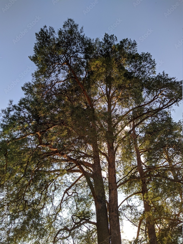 tree in the forest bottom up view against the blue sky in the summer. tree in the forest bottom up view against the blue sky in the summer.