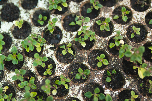 Various seedlings and plants growing in polystyrene container at garden centre