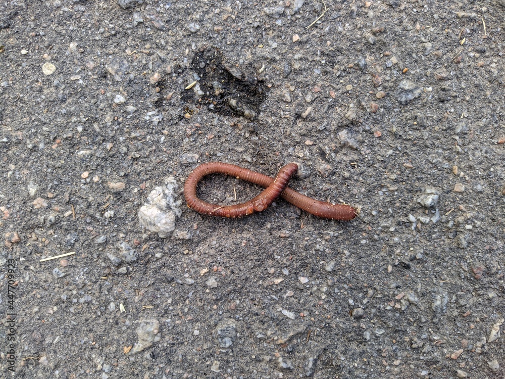 sick worm on the asphalt in the daytime. sick worm on the asphalt in the daytime.