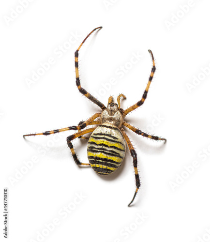 Back view Argiope bruennichi, wasp spider, is a species of orb-web spider
