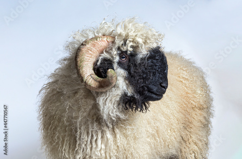 Side view Portrait side view of adulte Valais Black nose