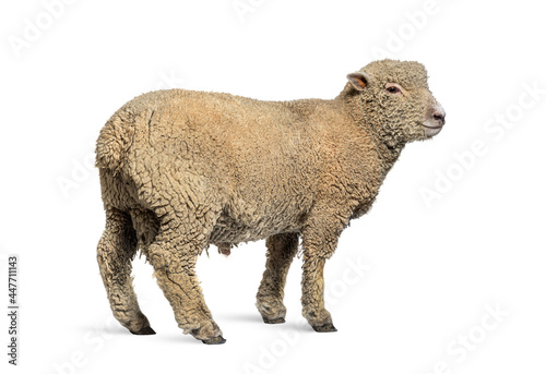 Southdown sheep, Babydoll, smiling sheep photo