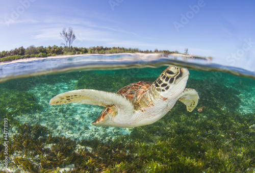 View of a giant young green turtle swimming in the ocean, Seychelles. photo