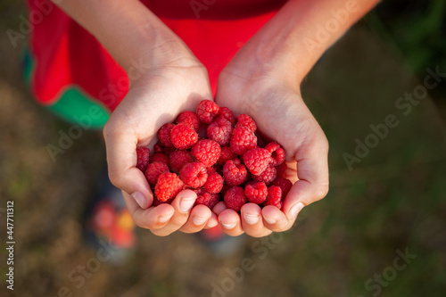 Children's hands holds a handful of fresh raspberries ready to eat on a summer day. Healthy eating.