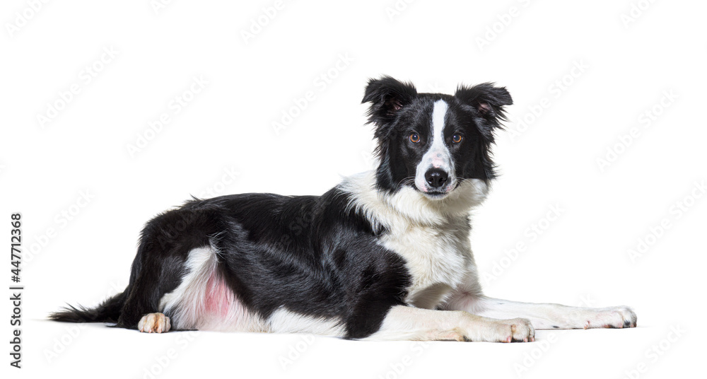 Black and white border collie lying down, looking at camera, isolated on white Black and white border collie lying down, looking at camera, isolated on white