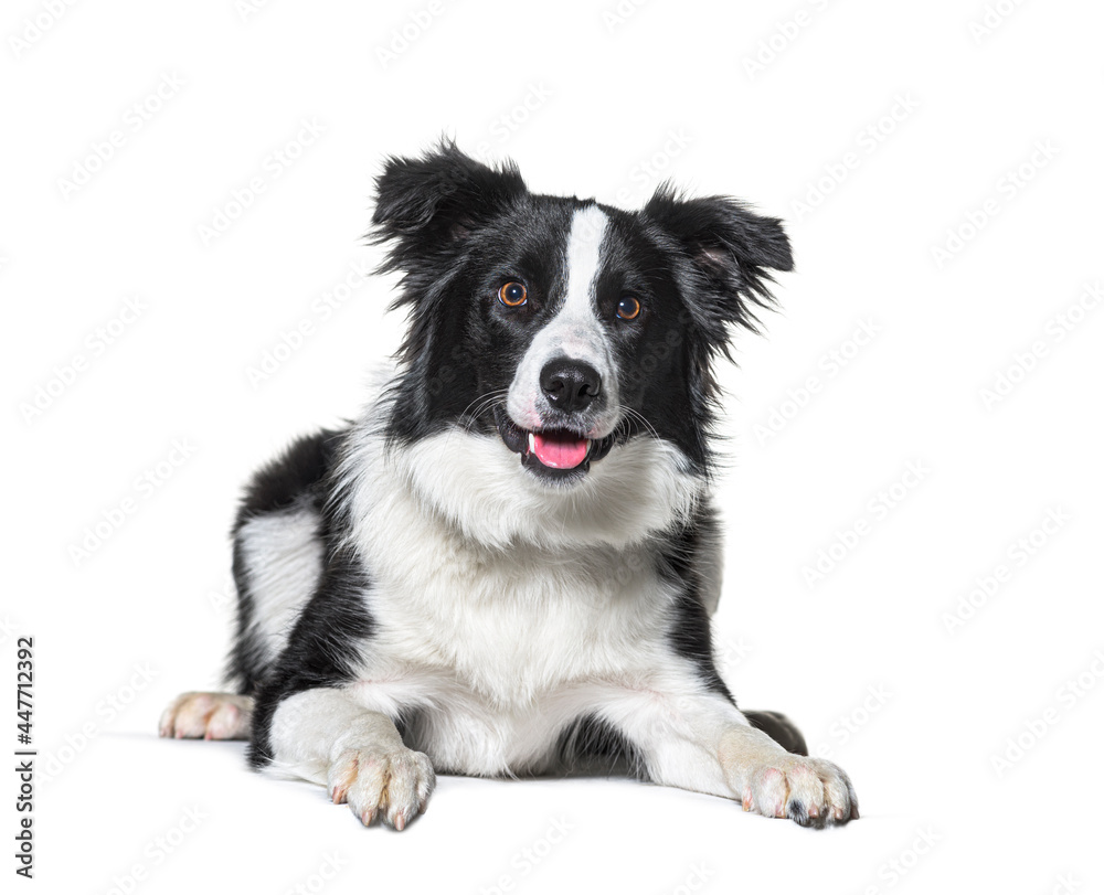 border collie panting, lying down, isolated on white