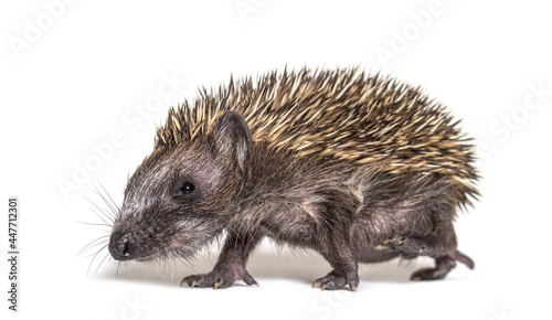 Side view of a Young European hedgehog walking away, isolated on white © Eric Isselée
