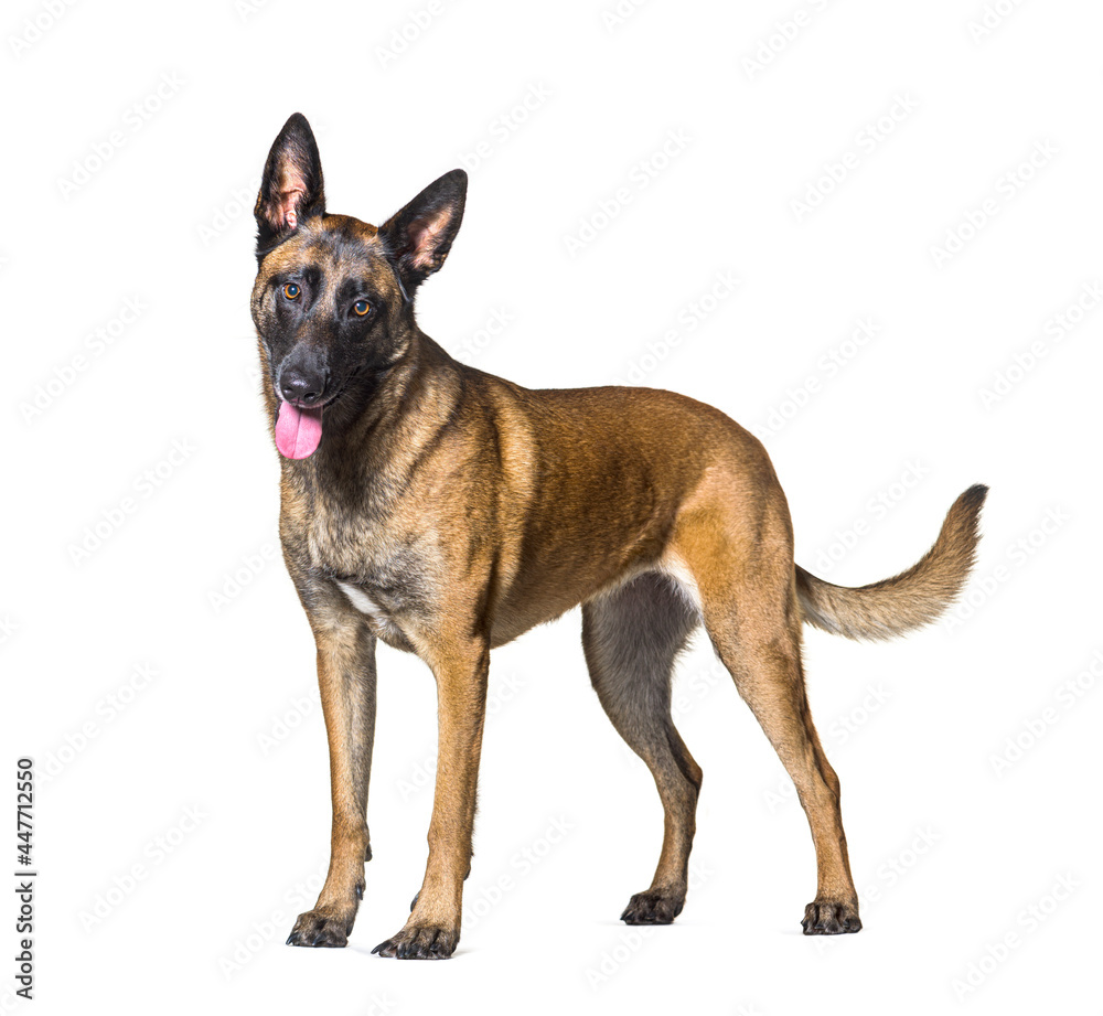 Side view of a panting Standing Malinois dog looking at the camera, Isolated on white Side view of a panting Standing Malinois dog looking at the camera, Isolated on white
