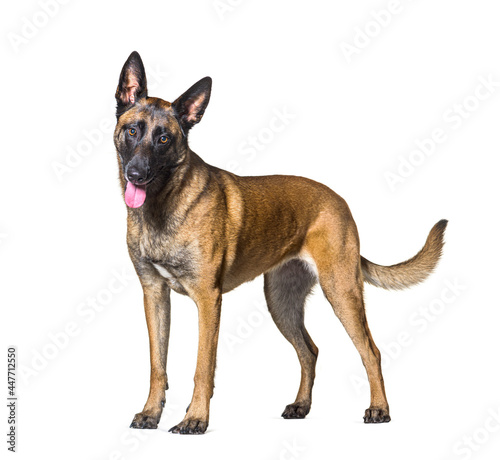 Side view of a panting Standing Malinois dog looking at the camera, Isolated on white