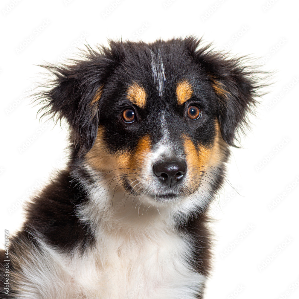 Black and tan Puppy Miniature American Shepherd, fourteen weeks old, isolated on white