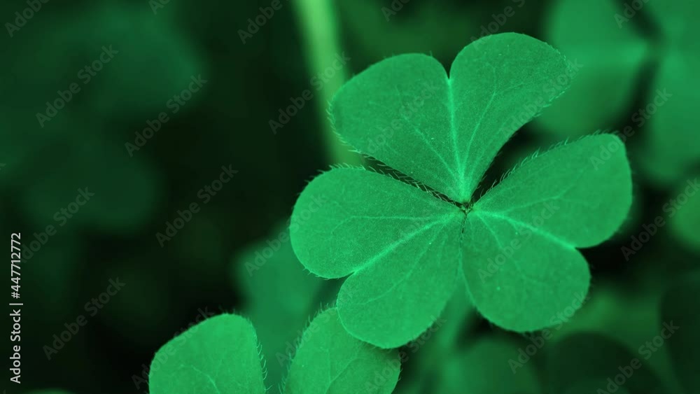 Lucky Irish Four Leaf Clover in the Field for St. Patricks Day holiday symbol. with three-leaved shamrocks, Patrick Day backdrop with growing shamrock leaf extreme close-up, pub party, 4K UHD video. Lucky Irish Four Leaf Clover in the Field for St. Patricks Day holiday symbol. with three-leaved shamrocks, Patrick Day backdrop with growing shamrock leaf extreme close-up, pub party, 4K UHD video.
