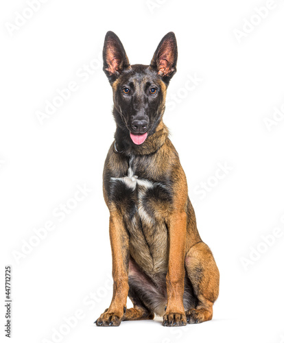 Sitting panting Malinois dog  Isolated on white